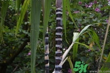 甘蔗一天吃多少最好？甘蔗能每天都吃嗎？