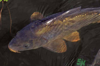 野生鯉魚(yú)怎么釣？野生鯉魚(yú)用什么釣最好？