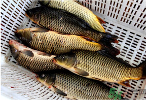 野生鯉魚(yú)怎么釣？野生鯉魚(yú)用什么釣最好？