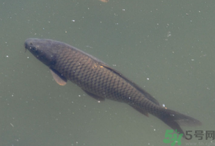 野生鯉魚(yú)怎么釣？野生鯉魚(yú)用什么釣最好？