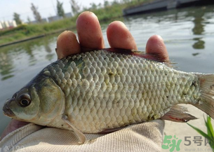 野生鯽魚多少錢一斤？野生鯽魚怎么區(qū)分？