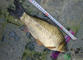 野生鯽魚多少錢一斤？野生鯽魚怎么區(qū)分？