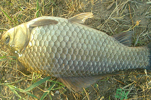 野生鯽魚多少錢一斤？野生鯽魚怎么區(qū)分？