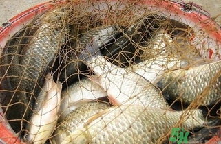 野生鯽魚怎么做好吃？野生鯽魚的做法