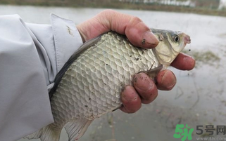 野生鯽魚怎么做好吃？野生鯽魚的做法