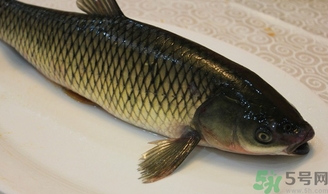 秋天怎么釣草魚？秋天草魚好釣嗎？