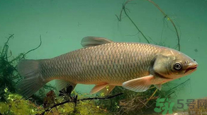 秋天怎么釣草魚？秋天草魚好釣嗎？