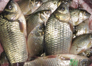野生鯽魚怎么釣？釣野生鯽魚的技巧