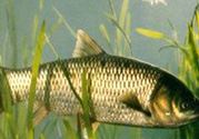 秋天怎么釣草魚？秋天草魚好釣嗎？