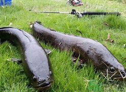 10月份還能釣黑魚嗎？幾月份釣黑魚最好？