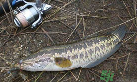 10月份還能釣黑魚嗎？幾月份釣黑魚最好？