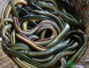 十月份可以釣黃鱔嗎？黃鱔可以釣到幾月份？