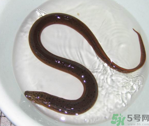 十月份可以釣黃鱔嗎？黃鱔可以釣到幾月份？