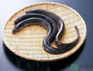 十月份可以釣黃鱔嗎？黃鱔可以釣到幾月份？