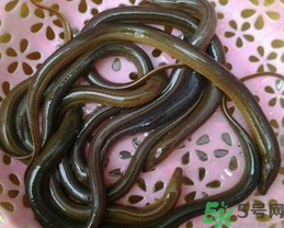 活黃鱔如何保存？活鱔魚怎么保存？