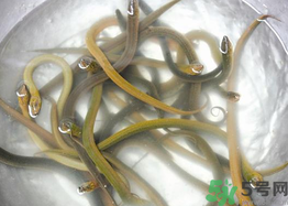 活黃鱔如何保存？活鱔魚怎么保存？