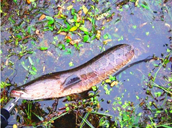 十月份黑魚好釣嗎？十月份怎么釣黑魚？