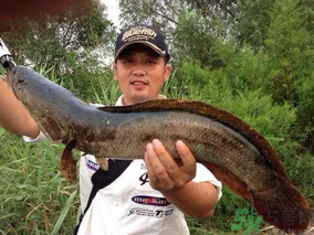 十月份黑魚好釣嗎？十月份怎么釣黑魚？