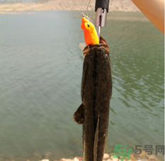 十月份黑魚好釣嗎？十月份怎么釣黑魚？