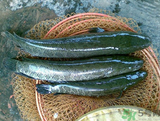 秋天可以釣黑魚嗎？秋天黑魚在什么地方？