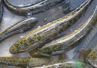 秋天可以釣黑魚嗎？秋天黑魚在什么地方？