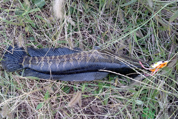 秋天怎么釣黑魚？秋天釣黑魚技巧