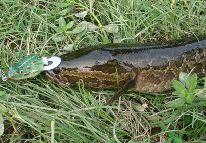 秋天怎么釣黑魚？秋天釣黑魚技巧