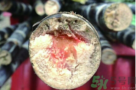 發(fā)霉的甘蔗吃了會中毒嗎？發(fā)霉的甘蔗長什么樣子？
