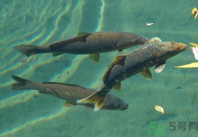 十月份釣青魚好釣嗎？釣青魚什么時(shí)間最好？