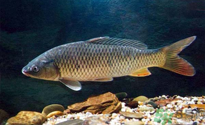 十月份釣青魚好釣嗎？釣青魚什么時(shí)間最好？