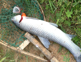 十月份釣青魚好釣嗎？釣青魚什么時(shí)間最好？