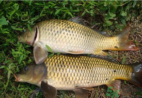 水庫釣魚用什么餌料？水庫釣魚用什么商品餌？