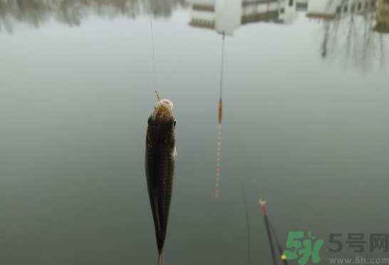 陰天怎么釣魚？陰天釣魚技巧