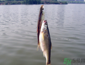 陰天怎么釣魚？陰天釣魚技巧