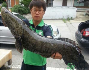 秋季釣黑魚用什么魚餌？秋天釣黑魚用什么餌？