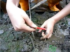 秋季可以釣黃鱔嗎？黃鱔怎么釣？