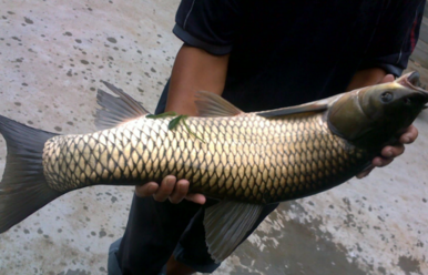 野生草魚多少錢一斤？野生草魚價格