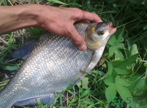 鳊魚多少錢一斤？野生鳊魚多少錢一斤？