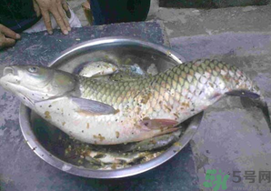 秋天夜釣草魚怎么釣？秋天夜釣草魚技巧