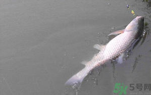 秋天夜釣草魚怎么釣？秋天夜釣草魚技巧