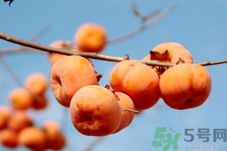 柿子為什么懶了就不澀口？懶柿子的功效與作用