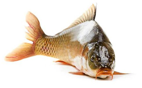 鰱魚(yú)