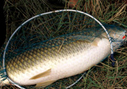 秋天夜釣草魚怎么釣？秋天夜釣草魚技巧