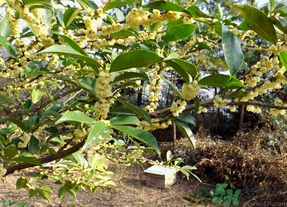新鮮桂花怎么處理？新鮮桂花怎么保存？