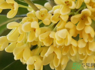 新鮮桂花怎么處理？新鮮桂花怎么保存？