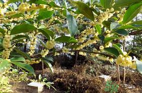 新鮮桂花能吃嗎？新鮮桂花怎么吃？