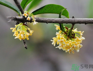 新鮮桂花可以做什么好吃的？新鮮桂花的做法大全