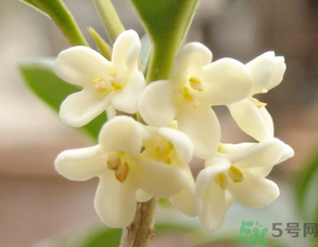 新鮮桂花可以做什么好吃的？新鮮桂花的做法大全