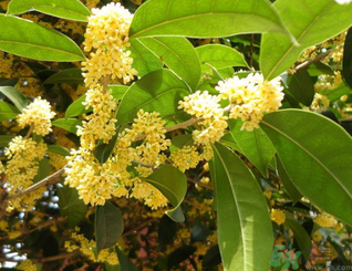 新鮮桂花可以做什么好吃的？新鮮桂花的做法大全