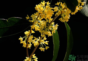 剛摘的桂花怎么處理？桂花摘下來怎么處理？